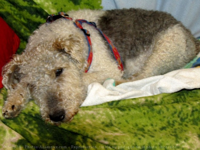 Photo de Fox terrier  poil dur