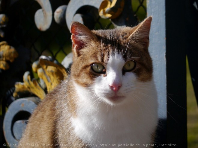 Photo de Chat domestique