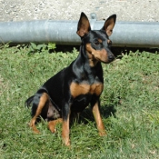 Photo de Pinscher nain