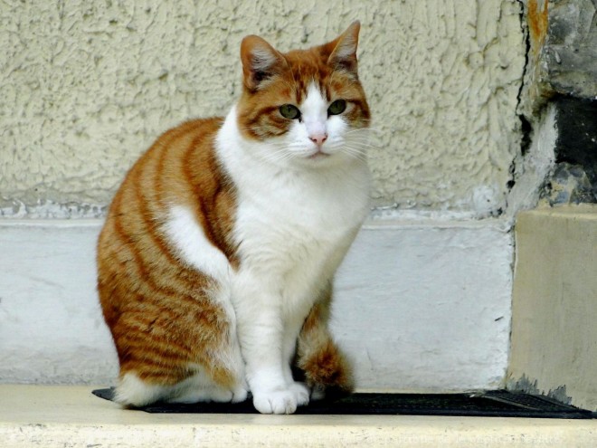 Photo de Chat domestique