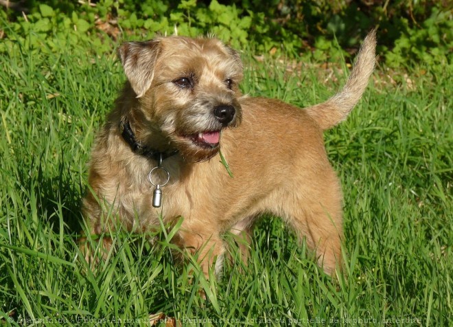 Photo de Border terrier