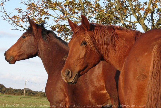 Photo de Races diffrentes