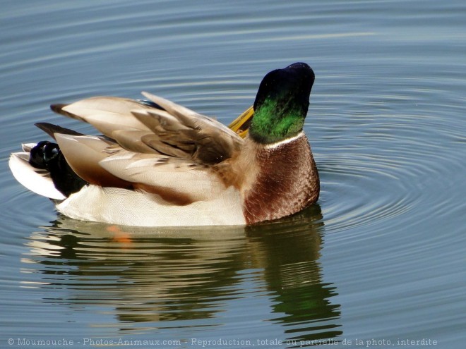 Photo de Canard colvert