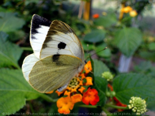 Photo de Papillon - piride