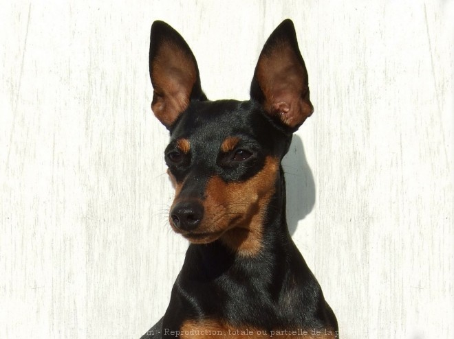 Photo de Pinscher nain