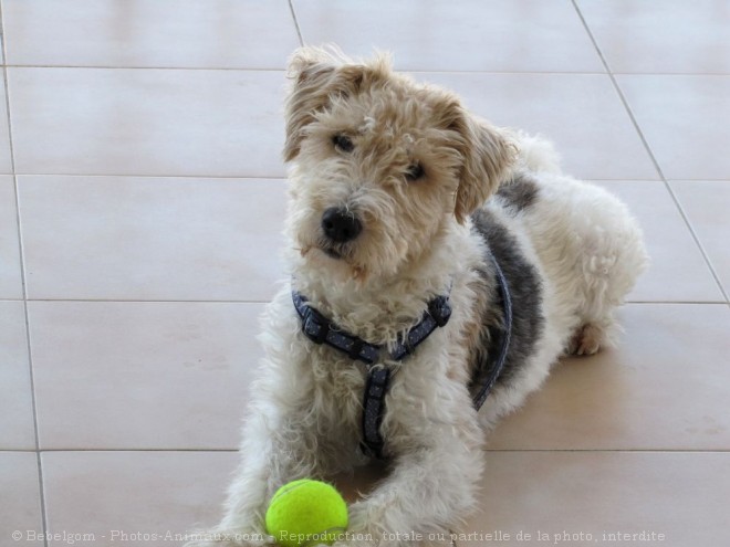 Photo de Fox terrier  poil dur