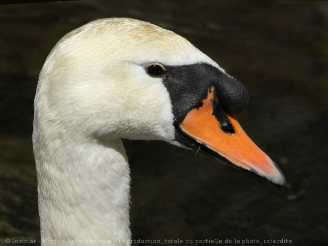 Photo de Cygne