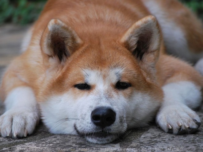 Photo d'Akita inu