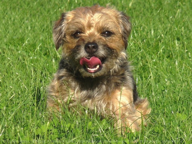 Photo de Border terrier