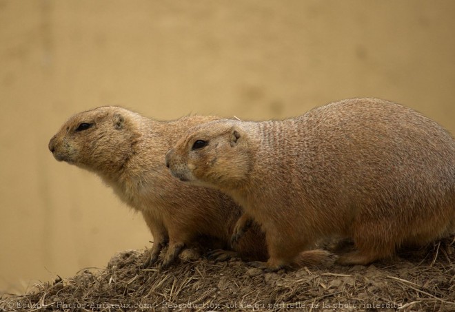 Photo de Chien de prairie