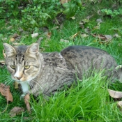 Photo de Chat domestique