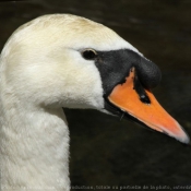 Photo de Cygne