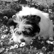 Photo de Coton de tulear