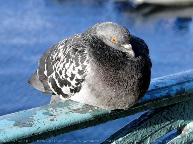 Photo de Pigeon