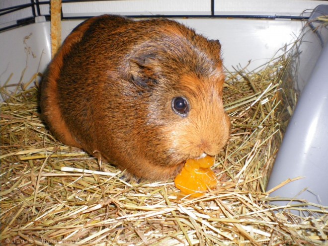 Photo de Cochon d'inde - agouti