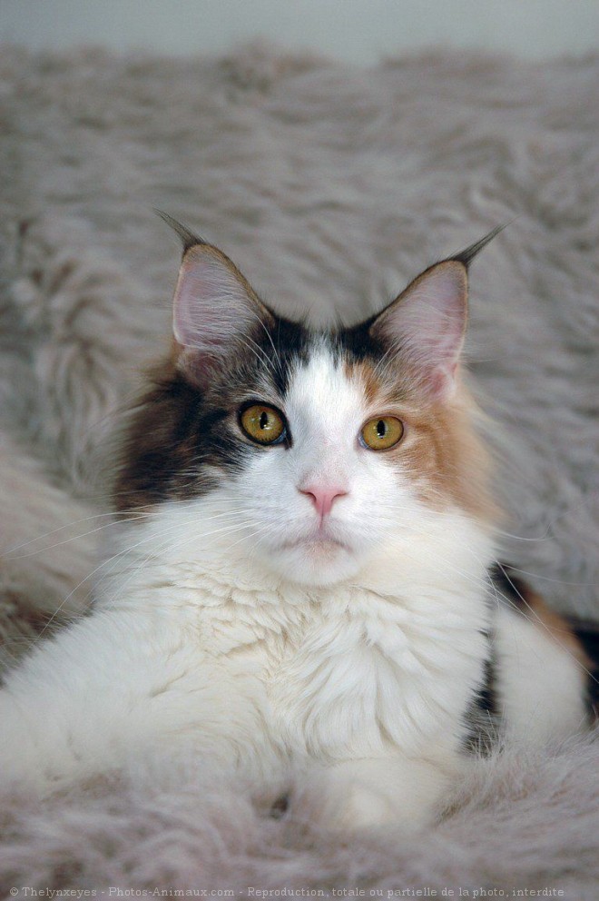 Photo de Maine coon