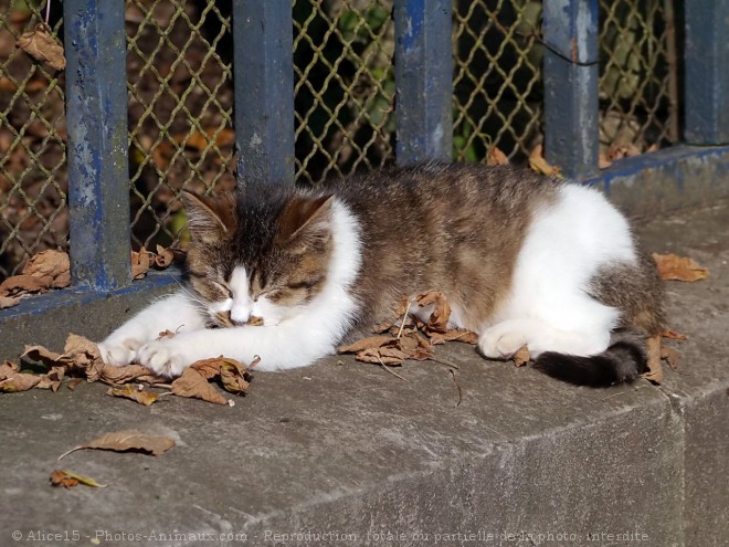 Photo de Chat domestique