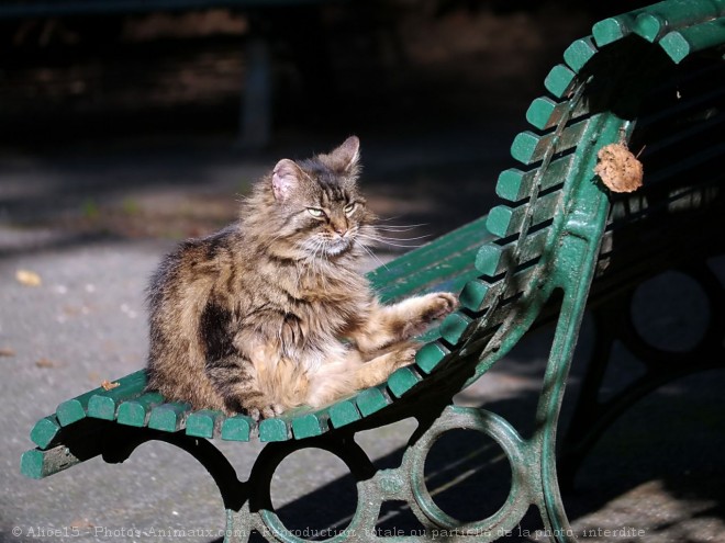 Photo de Chat domestique