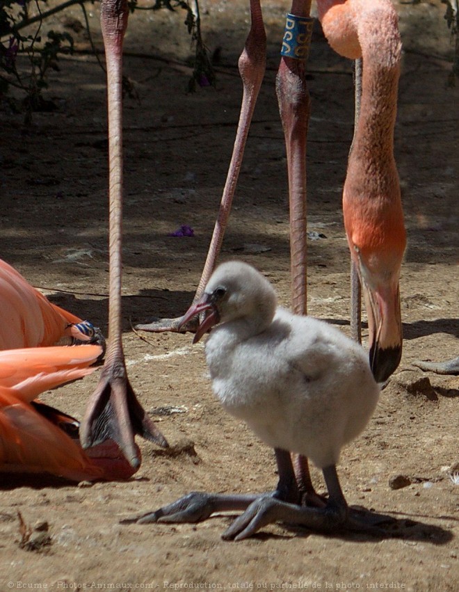 Photo de Flamand rose