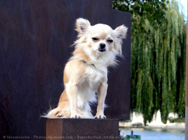 Photo de Chihuahua  poil court