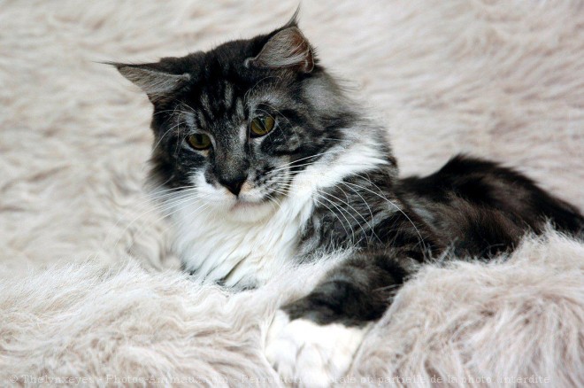 Photo de Maine coon