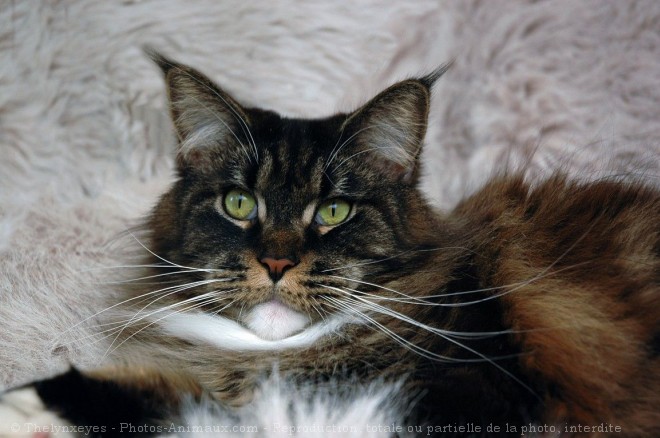 Photo de Maine coon