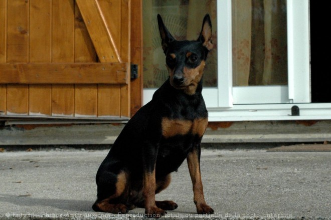 Photo de Pinscher nain