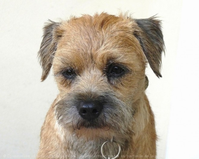 Photo de Border terrier