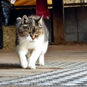 Photo de Chat domestique