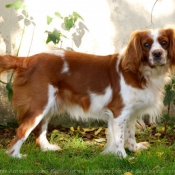 Photo de Cavalier king charles spaniel