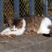 Photo de Chat domestique