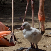 Photo de Flamand rose