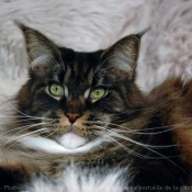 Photo de Maine coon