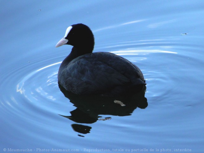 Photo de Foulque macroule