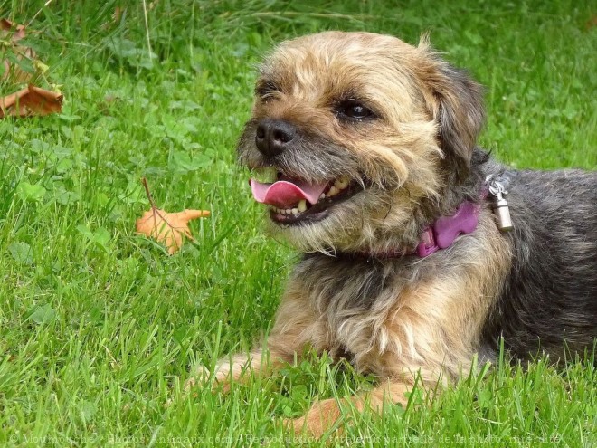 Photo de Border terrier