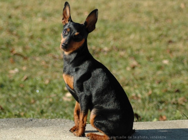 Photo de Pinscher nain