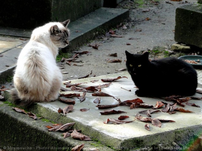 Photo de Chat domestique