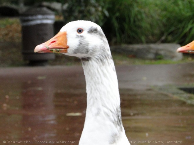 Photo d'Oie blanche