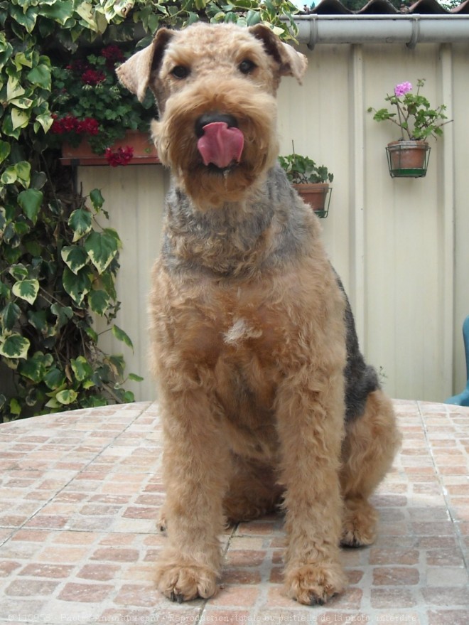 Photo d'Airedale terrier