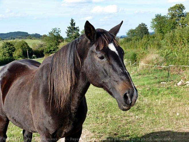 Photo de Camargue