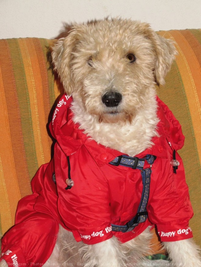 Photo de Fox terrier  poil dur