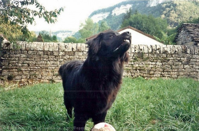 Photo de Chien de terre-neuve