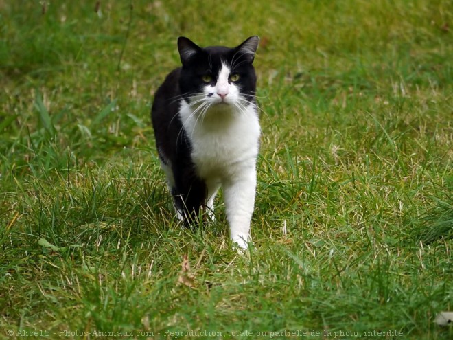 Photo de Chat domestique