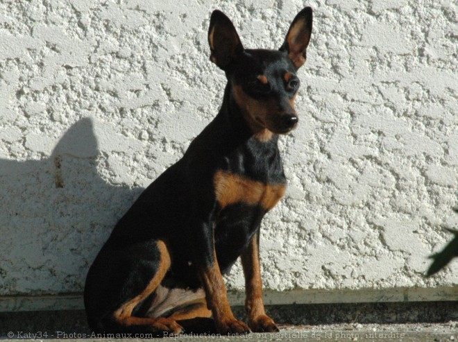 Photo de Pinscher nain