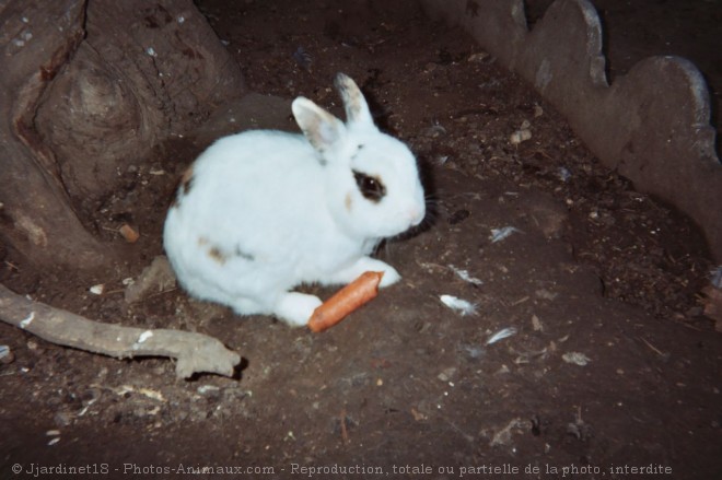 Photo de Lapin