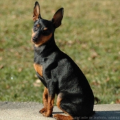 Photo de Pinscher nain