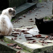 Photo de Chat domestique