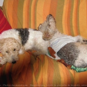 Photo de Fox terrier  poil dur