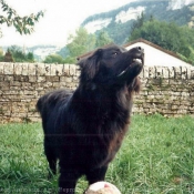 Photo de Chien de terre-neuve