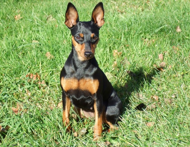 Photo de Pinscher nain